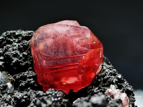 emeraldcityminerals:Red lustrous gemmy rhodochrosite (MnCO3) on matrix. From Uchucchacua Mine, 