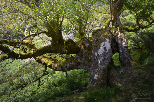 mydododied:Birches at Maes-y-gamfa