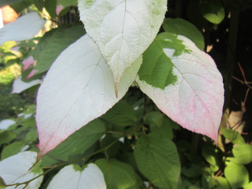 pink leaves