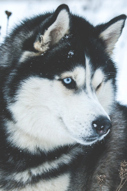 modernambition:  Siberian Husky | MDRNA |