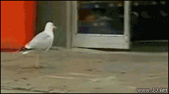 failsnet:  Tumblr Fails.net - Seagull Steals a Bag of Chips!