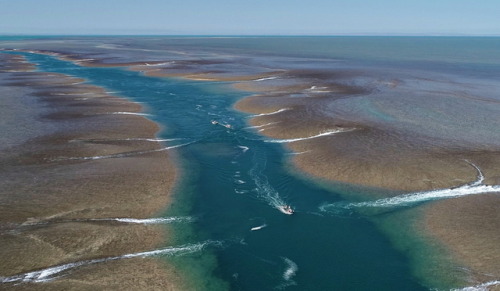 geologicaltravels:2018: Spectacular drone shots of Montgomery reef draining (contribution from Nicol