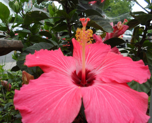 Woodstock Hibiscus
© Naji Images