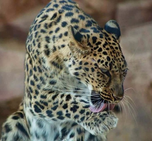 #leopard #amurleopard #bigcat #cats #animals