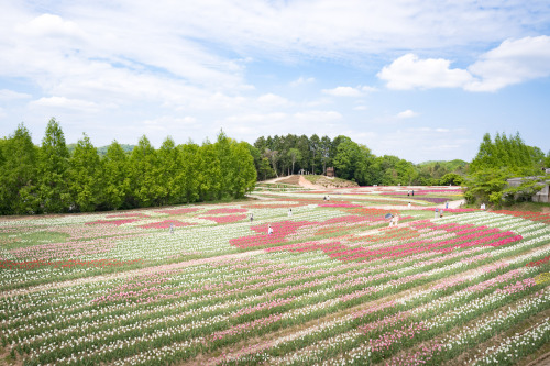 sarasouj:全部チューリップtulips,  tulips, tulips, all tulips!