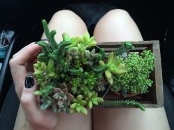 acolari:  plant babies from brimfield 