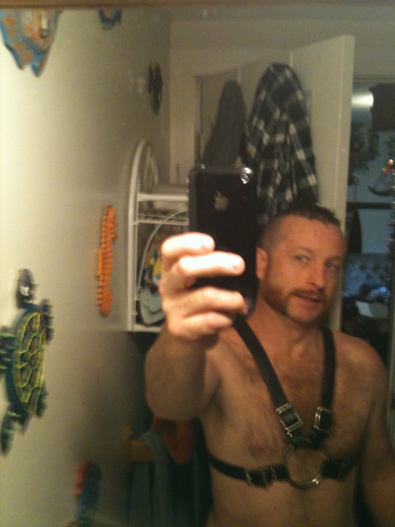 gingerpup69:  ginger pup