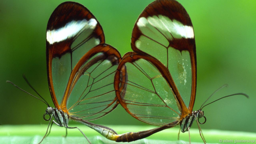 mindblowingscience: Ten animals that have evolved transparent bodiesBy Ella DaviesFrom glass frogs t