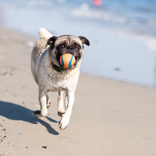 levanna: thedogist: Titus, Pug (7 y/o), Rosie’s Dog Beach, Long Beach, CA • “He used to be scared of