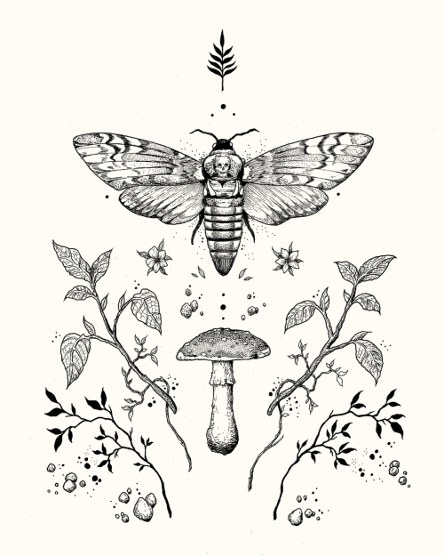 thestrangeforest:Death Moth