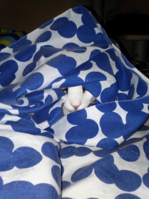 derpycats:  “Ha ha, silly human! You cannot see me as I masterfully camoflauge myself within your nest of sleeping!” — Bugsy