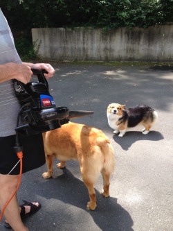 Corgis-Everywhere:  Cooper’s Secret Pleasure