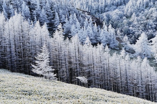 fuckyeahjapanandkorea:  DSC_6545 by hiroshi_nakamura  
