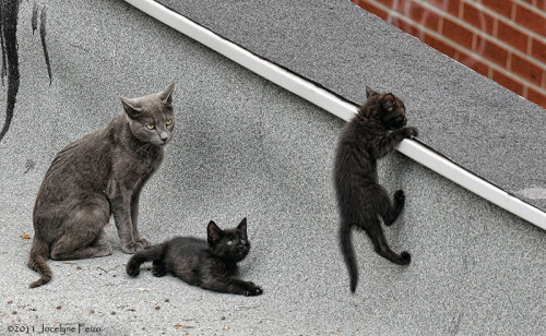 Chats errants/ Feral Cats - Fortunately, the female and its three kittens were adopted (via Jocelyne