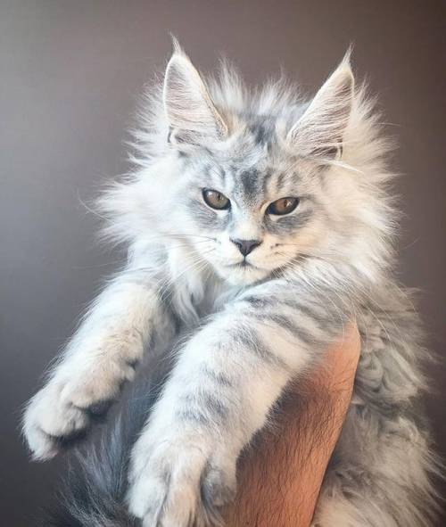 justcatposts: If you’ve ever wondered what a Mainecoon kitten looks like, I’ve got you c