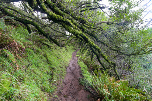 steepravine: Wet Dipsea Trail WonderlandCheck out how sharp the transition from redwoods to oak