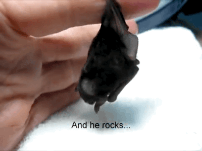 amroyounes:  The Tale of Lil Drac