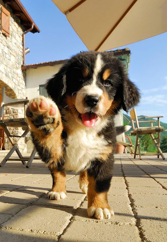 Puppies Make Me Happy