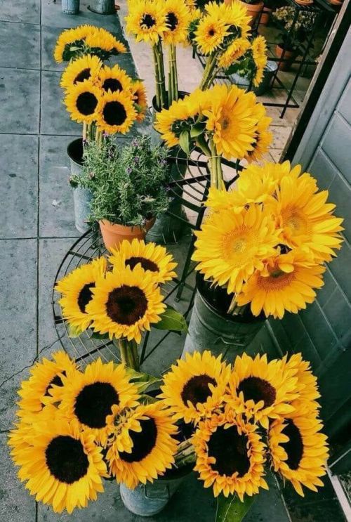 bananamlllk: You’re a sunflower, I think your love would be too much.