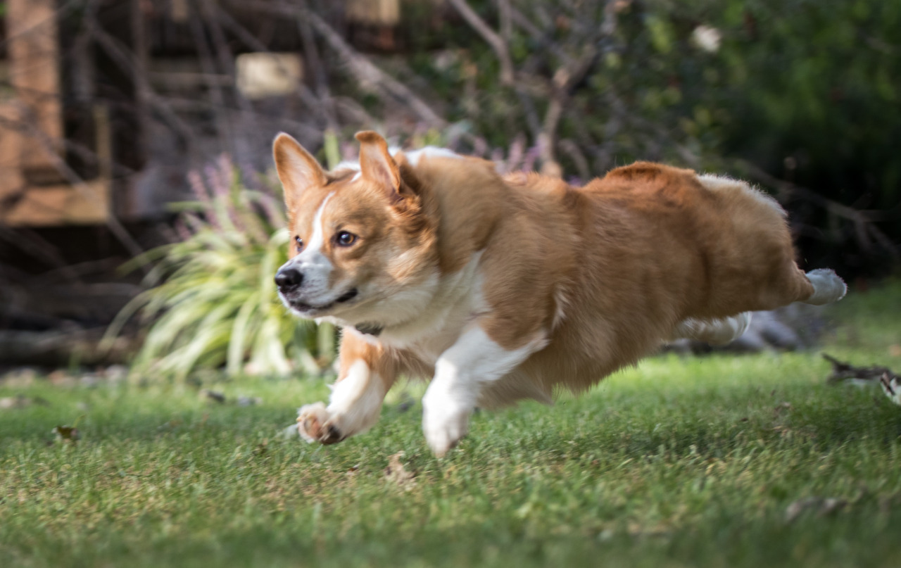 thefrogman:  Otis the Majestic Chaser of Balls. 