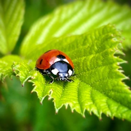 Ladybug  :: #ladybug #bug #bugs #nature #naturephotography #objevsvet #naturephotographer #shotoniph