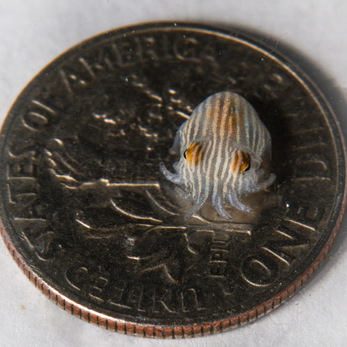 montereybayaquarium:One-week-old pyjama squid, reporting for duty! See how our pioneering aquarists 