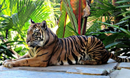 alltiger:  Delta, a 16 year old Sumatran tigress