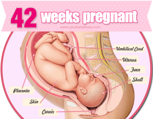 While 42 weeks pregnant you’ll be getting a lot of attention from family, friends, and your caregive