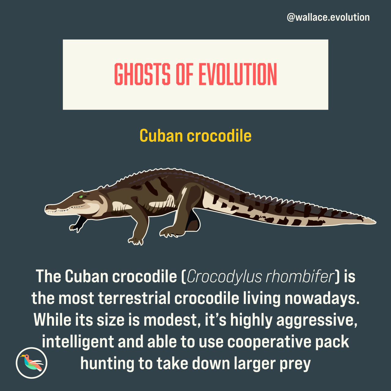 Magpie's Nest — wallaceevolution: The Cuban crocodiles are among...
