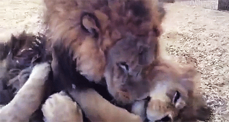 thepredatorblog:   Happy brothers after being rescued from a circus [video]  dON’T FUCKING CRY 