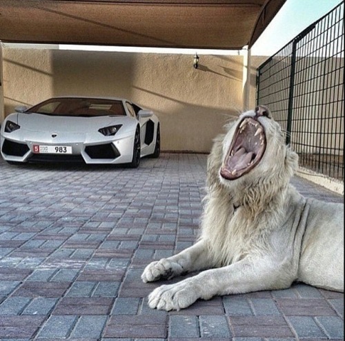 king-shitt-only:  ♛ king-shitt-only.tumblr.com ♛