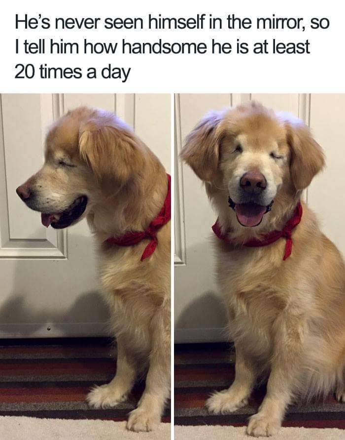 nah-later:  thenameisdog:  thenameisdog:    we don’t deserve these animals tbh