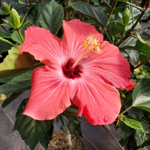 bibliotheca-botanica: Some Hibiscus Flowers I found while out and about. The peach is definitely my 