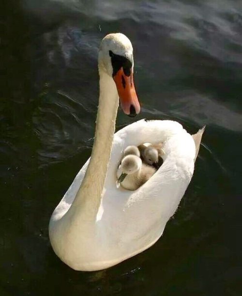 brigantias-isles:Swan Boats  ❀