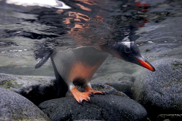 awkwardsituationist:  april 25 is world penguin day. two recently published studies