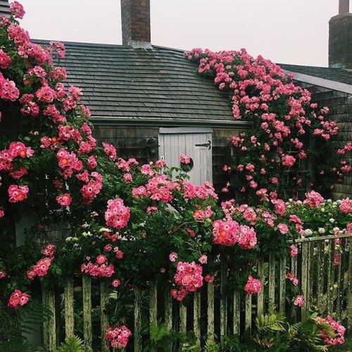 oldfarmhouse - Happy house ™@anantucketsummer