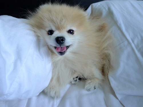 tommypom: Good Morning, I’m completely awake and ready for the week!