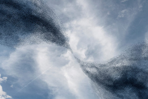 justyoureverydaylunatic:from89:from89:The balletic murmurations of wild birds by Alain Delorme BIIII