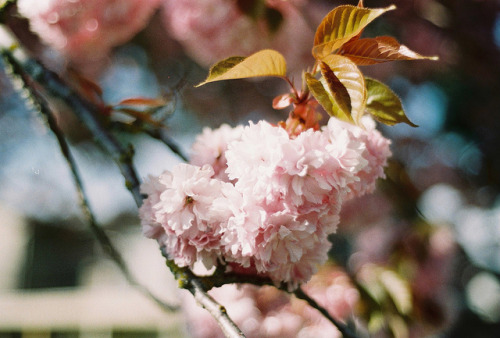 ileftmyheartintokyo: Sakura by porkchopsandy on Flickr.