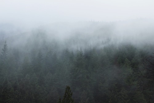 matchbox-mouse:Foggy mountains, British Columbia. 