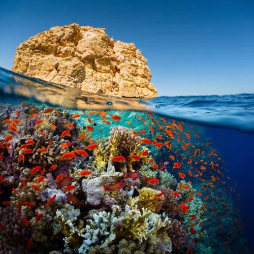 pxx812:Split Shot Of The Bright Coral Reef In Ras Muhammad, Red Sea, Egypt