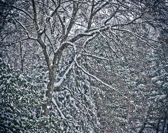 Inside the Snow Globe, Hunter Hill, Hagerstown, Maryland, December 8, 2013
View Post