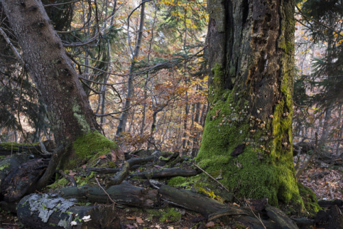 elvenforestworld: Rothwald virgin forest, the biggest remain of untouched woodland in the Alps and i