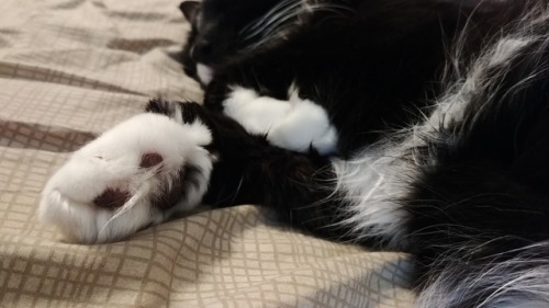 scribefindegil:He got those fluffy beans!