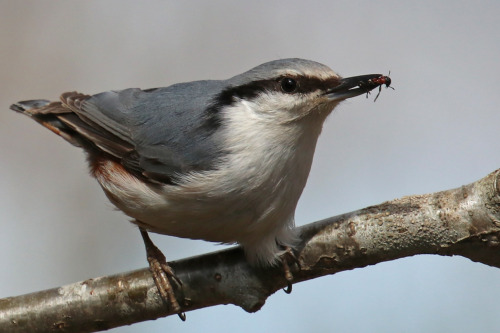 Nuthatch/nötväcka. Värmland, Sweden (May 1, 2022).