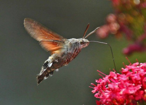 sixpenceee:  The following are Hummingbird hawk-moths. They beat their wings at such speed they emit an audible hum. Their name is further derived from their similar feeding patterns to hummingbirds. They’re found in Britain all summer long, especially