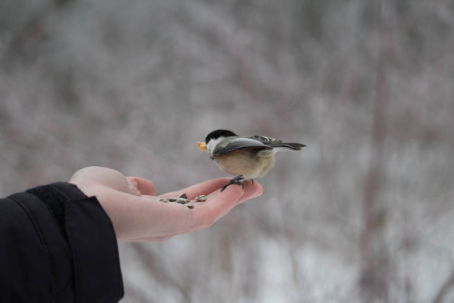 fact chickadees like to fight.  fact they also like cashews.