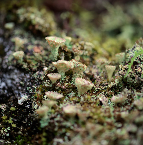 Pixie Cups!  Cladonia pyxidata on the West (wetter) side of Appalachian Gap, Camels’ Hump State Park