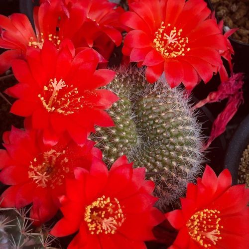 今年も燃える赤を見せてくれた . #サボテン #仙人掌 #多肉植物 #cactus #cacti #succulents #薫宝丸 https://www.instagram.com/p/CNZ8U