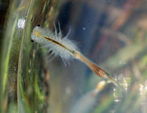 emerald-of-the-eight:Some collected, endangered conservancy fairy shrimp [Branchinecta conservato] photographed by Doug Wirtz. These rare shrimps are found only in cool, large vernal pools in California; their eggs can survive intense heat, cold, and even total lack of water, hatching only when the pools re-fill in the spring and summer and living just long enough to breed. 